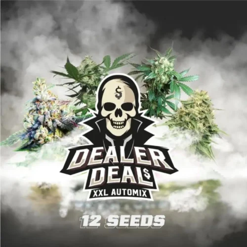Dealer-Deal XXL BSF Mix x12