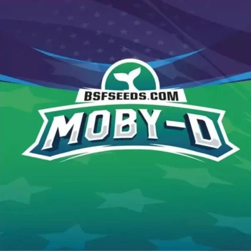 Moby D XXL Auto BSF