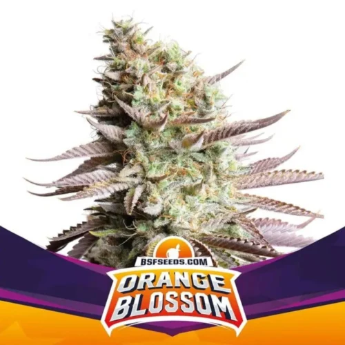 Orange Blossom BSF