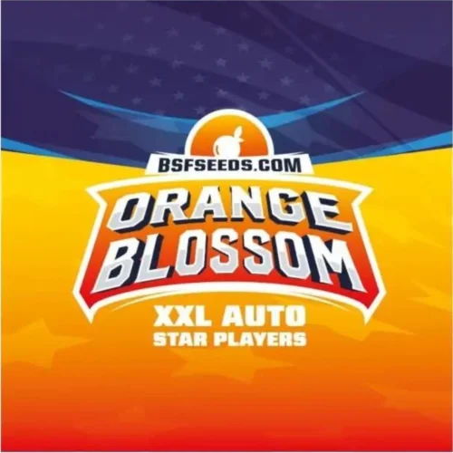 Orange Blossom XXL Auto BSF