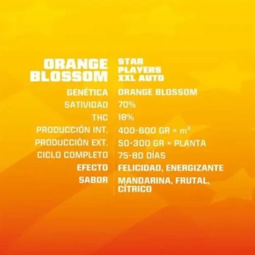 Orange Blossom XXL Auto BSF