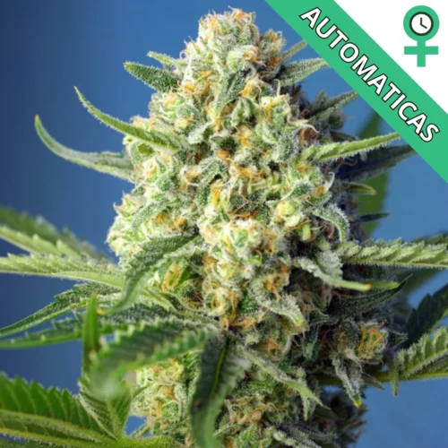 S.A.D. Sweet-Afgani Delicious-Auto Sweet-Seeds 3+1