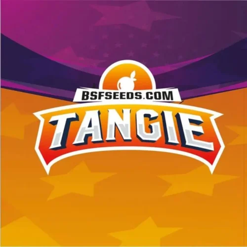 Tangie BSF