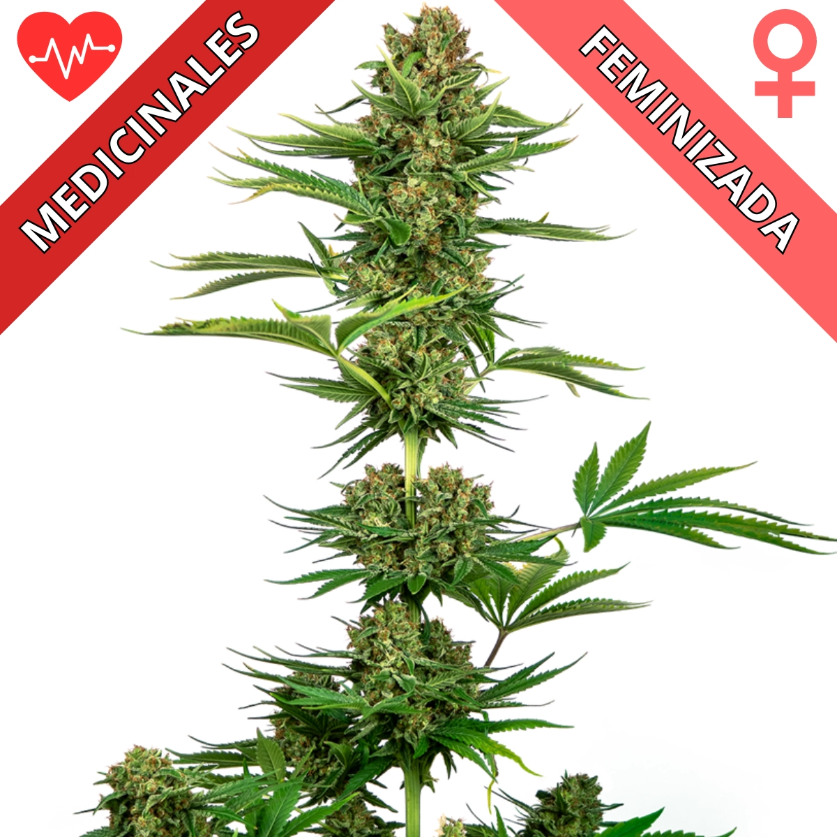10 Datos Interesantes sobre las Semillas de Cannabis - Sensi Seeds